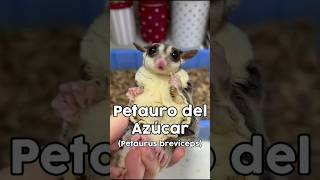 Petauro del Azúcar Petaurus breviceps animal animales mascota mascotas sugarglider pets [upl. by Aiouqes]