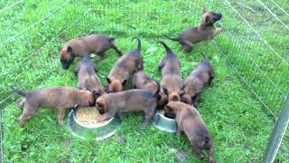 Chiots malinois 5 semaines de Cannelle amp Hot Dog  2014 [upl. by Jagir]