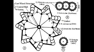 Centrioles  Structure and functions of centrioles  Centrosome [upl. by Adnarram]