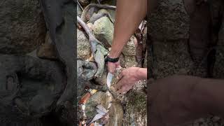 I found gold stuck in the roots of a tree😱😱💰 really fun fyp video shorts [upl. by Aneek469]