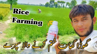 Munji ki Care karna wala sapray  Agriculture new technology  Rice Farming in PakistanPunjabi vlog [upl. by Laniger]