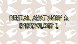 Permanent Maxillary second premolarMandibular premolars part 1 [upl. by Chaffinch]