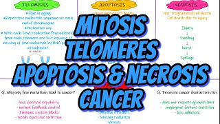 Mitosis Telomeres Apoptosis Necrosis Cancer Chapter 3 part 4 Guyton and Hall Physiology [upl. by Yatnohs]