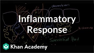 Inflammatory response  Human anatomy and physiology  Health amp Medicine  Khan Academy [upl. by Eanil734]