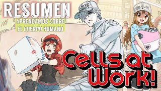 Hataraku Saibou CELLS AT WORK Resumen en 10 Minutos [upl. by Hengel]