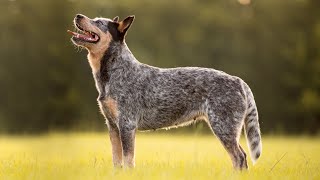 Rescuing an Australian Cattle Dog A Heartwarming Tale [upl. by Kries561]