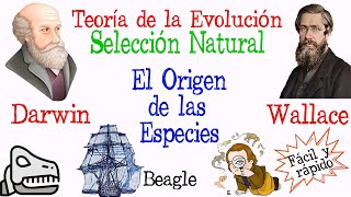 🐚Teoría de la Evolución Darwin y Wallace🔍 Fácil y Rápido  BIOLOGÍA [upl. by Aihsital]