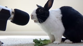 Rabbit eating crunchy lettuce ASMR [upl. by Des]