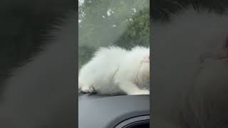 Leo having his first long drive  Persian Cat  cat [upl. by Shelbi]