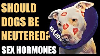 The risks and benefits of neutering dogs  Part 3  Sex hormones [upl. by Lunseth]