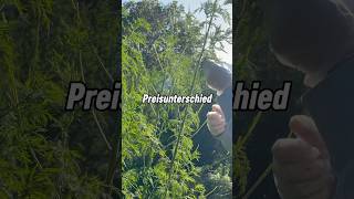 Darum gibt es bei Artemisia annua so große Preisunterschiede🌱 kräuter artemisiaannua [upl. by Yromas]