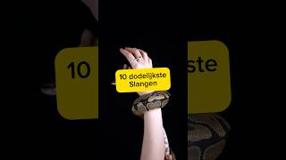 Top 10 dodelijkste slangen ter wereld🐍 top10 top deadliest wildlife slangen dieren [upl. by Audrie]