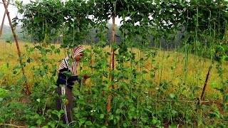 Memanen kacang panjang  Cara masak kacang panjang super enak masakan desa [upl. by Treat595]