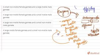 In oogamy fertilization involves [upl. by Tarabar832]