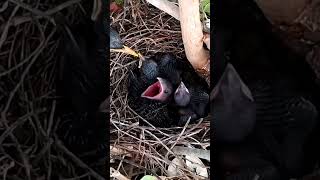 Common myna Birds bring baby feces out of two babiesBird life Nest [upl. by Leidba39]