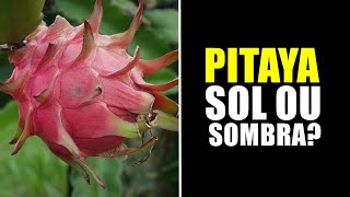 PITAYA GOSTA DE SOL OU SOMBRA [upl. by Faustina101]