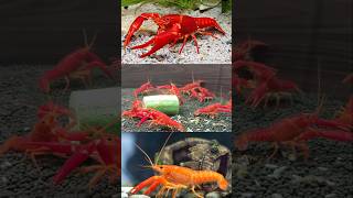 Orange crayfish breeding pair  courier packing crayfishfarm crayfishfood ക്രെഫിഷ്ഫാം [upl. by Jodi]