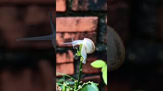 Snail on the Top of the plant 🐌 ☘️ snail plants top top10 coprosma spathoglottis viralvideo [upl. by Myrilla]