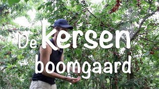 De kersen boomgaard [upl. by Ferdinana]