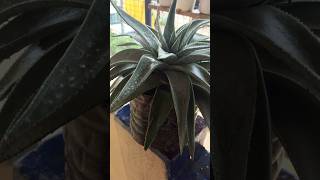 Dyckia platyphyllashots phalphoolaursabjiyaindoorplants subscribe [upl. by Jenks]