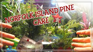 Norfolk Island Pine Tree Care [upl. by Malachi902]