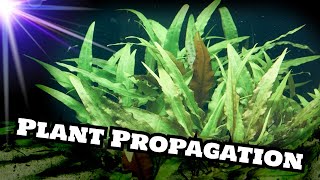 Cryptocoryne Wendtii Green Plant Propagation [upl. by Zeph920]