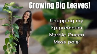 Lets chop my BIG Epipremnum Marble Queen Moss Pole  Growing Big Leaves [upl. by Nilpik]