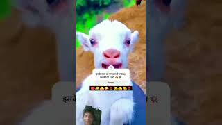 🌹♥️funny ♥️comedy cute 🥰girl prank viral😂 shorts vidio🥰 [upl. by Heeley]