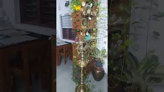 Pothos like sunlight and water trending indoorplants [upl. by Recneps]