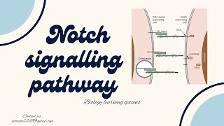 Notch Signaling Pathway  Overview  Mechanism  Purpose  Development and Diseases [upl. by Euqinor261]