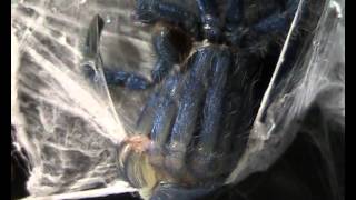 Avicularia versicolor molting [upl. by Folly]