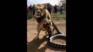 Animal Lion Catcow fight with snakeFantastic video🐉🦁🐄🐈 [upl. by Akamahs476]