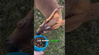 Bizarre Scent Glands of Muntjac Deer [upl. by Eiznyl]