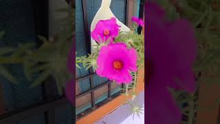 love flowers viralvideo love [upl. by Ellimahs56]