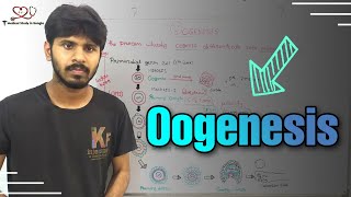 Oogenesis detail explanation in bangla [upl. by Ainek259]