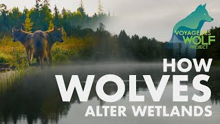 How wolves alter wetlands [upl. by Cott]