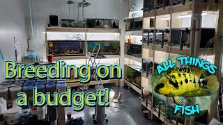 Budget Fish Room Tour  My Buddy Breeds Tons of Fish in a Small Space with Simple Setups [upl. by Benjy]