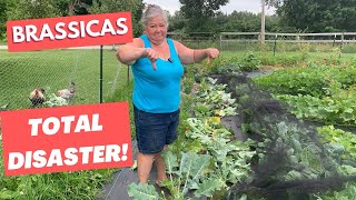 BRASSICAS ARE A FLOP amp a Few Other Hiccups in Gardening Adventures [upl. by Eelra574]