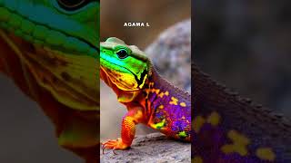 Agama Lizard shorts trending animals wildlife [upl. by Eliath]