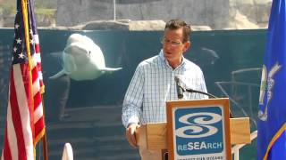 Baby beluga whale photobombs Connecticut Governor Dannel Malloy [upl. by Egduj]