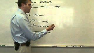 structural classification of neurons [upl. by Aun57]