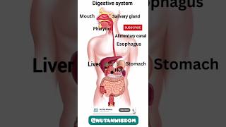 Digestive system from work  Digestive system by Nutan wisdom shorts digestivesystem nutanwisdom [upl. by Ilellan]