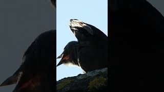 Jackdaw bird calling bird song [upl. by Silver]