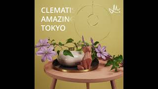 Timelapse Clematis Amazing® Tokyo [upl. by Caterina]