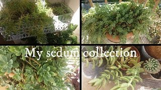 My sedum genus succulent collection  Crassulaceae family [upl. by Nahsed]