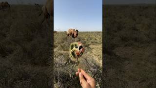 This camel was very hungry so he ate this fruit anyhow [upl. by Shien]