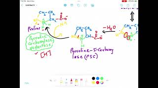 Proline Biosynthesis Pathway Enzymes and Biological Importance [upl. by Vittorio]