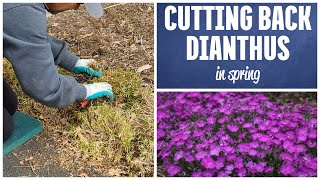 How To Prune Dianthus in Spring 🌺✂️ Dianthus Plant Care [upl. by Julietta876]