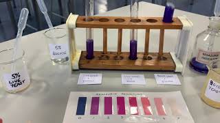 Dehydrogenase activity in yeast [upl. by Nolra728]