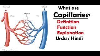 What are capillaries  What is the function of capillaries  Intro to capillaries  Urdu  Hindi [upl. by Birgit]